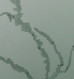 particolare 1 del vetro decorato cod. 108
